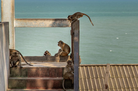 Monkeys dodge the heat on an railing in the abandoned building by the sea. Selective focus.