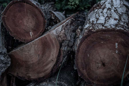 Stack of sharea obtusa stumps ready for use in construction, Wooden natural cut logs textured background.の写真素材