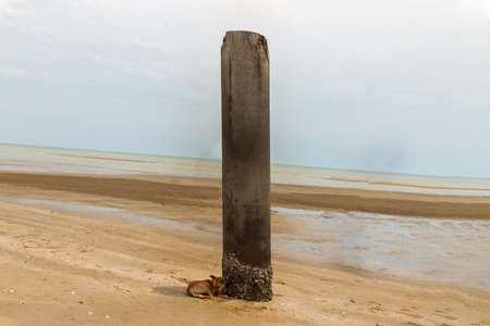 A dog lying on the beach under the leaning pillars of the old pier for hiding from the sun on a hot summer day. Selective focus.の写真素材