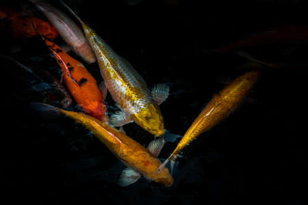 Detail of colorful Koi Fishs or Koi Carp swimming inside the fish pond at sunny day, Japanese fish species, Many colorful patterns, No focus, specifically.の写真素材