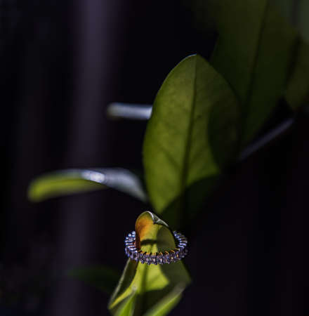 Sterling silver female ring with jewels on laying on green leaf branch. Finger decoration, Accessory, Metal ring, Multi stones. Focus and blur.の写真素材