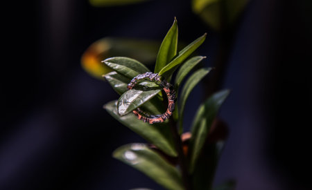 Sterling silver female ring with jewels on laying on green leaf branch. Finger decoration,...