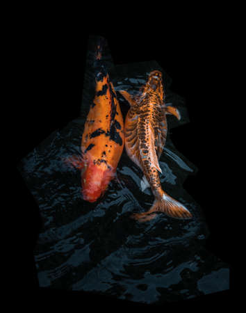 Detail of colorful Koi Fishs or Koi Carp swimming inside the fish pond at sunny day, Japanese fish species, Many colorful patterns, No focus, specifically.の写真素材