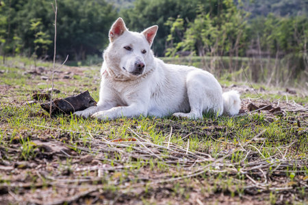 A white dog sitting calmly on Green grass at Forest park in a sunny summer. Selective focus.