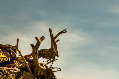 Some dead branches on the rock with natural blue sky in the background. Copy space, No focus, specifically.のeditorial素材