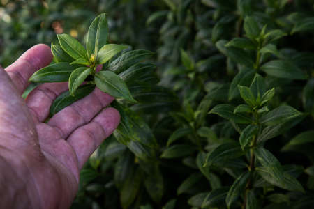 Close Up Of Hand touching green leafs, Allamanda Cathartica's green, or Apocynaceae. Concept Of In touch with Nature, Environment Care, Outdoor Experience, No focus, specifically.の写真素材