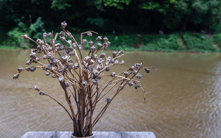 Vintage tone image of Dried flowers in vase on old wooden table with river view in background. Space for text, Selective focus.の写真素材