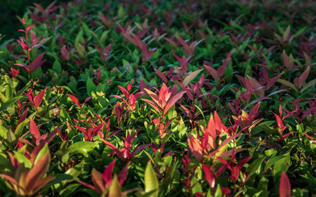 Red leaf photinia of Photinia glabra Robin. Flower's leaves are raised to receive soft sunlight in...