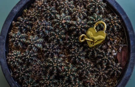 Golden heart shaped love padlock and key over on small cactus pile background. Valentine's day concept, Copy space, No focus, specifically.の写真素材