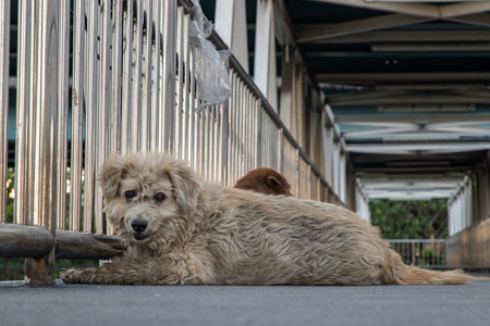 Stray dog portrait sitting comfortable in relax time at pedestrian walkway on overpass. Selective...