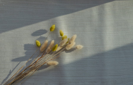 The light in the morning from the window shines on rabbit tail flowers with over cloth background. Space for text. Selective focus.の写真素材