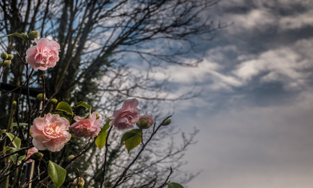 Bush blooming pink roses flowers beside the road on a background of blue sky and white clouds. Natural abstract floral background, Space for text, Selective Focus.の写真素材