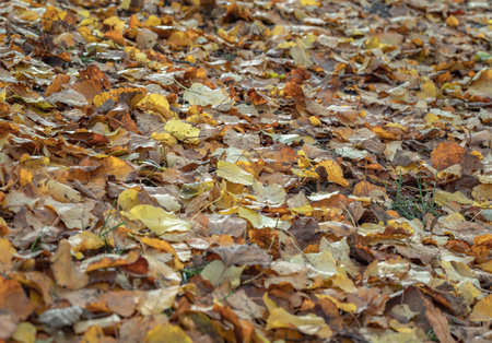Yellow, orange and brown foliage of during leaf fall on the ground park. Autumn season natural on background, Tree leaves falling in the autumn, Autumn foliage wallpaper, Space for text, Selective focus.の写真素材
