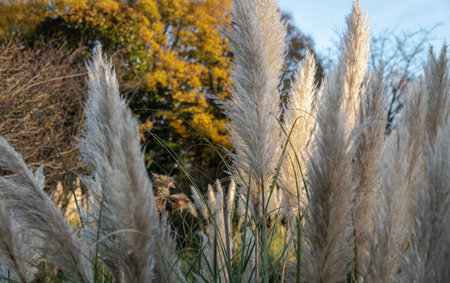 The fascinating plumage of the flowers of the pampas grass in the park. White cream fluffy flowers of Cortaderia selloana, is a nice floering grass for the garden, Space for text, Selective focus.の写真素材