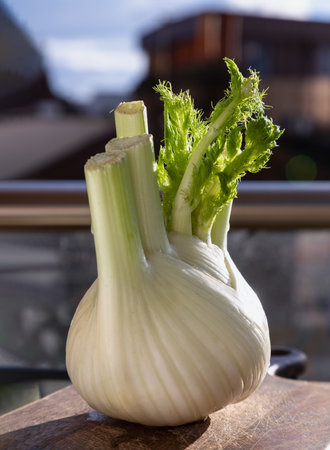 Fresh organic fennel vegetable on wooden cutting board with natural sunlight. Raw Organic Fennel Bulb, Healthy and benefits of Florence fennel bulb, Space for text, Selective focus.の写真素材