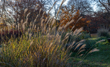 Ornamental chinese silver grass are swaying in sunlight. Beautiful flowering maiden silvergrass blowing in the wind, Miscanthus sinensis, Nature background. Copy space, Selective focus.の写真素材
