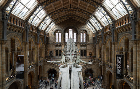 London, UK - Nov 01, 2023 - The Blue Whale Skeleton (Hope) A fossil skeleton cast in the main entrance hall of the Natural History Museum. Hintze Hall with "Dippy" the Diplodocus, Space for text, Selective focus.のeditorial素材