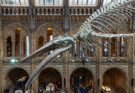 London, UK - Nov 01, 2023 - The Blue Whale Skeleton (Hope) A fossil skeleton cast in the main entrance hall of the Natural History Museum. Hintze Hall with "Dippy" the Diplodocus, Space for text, Selective focus.のeditorial素材