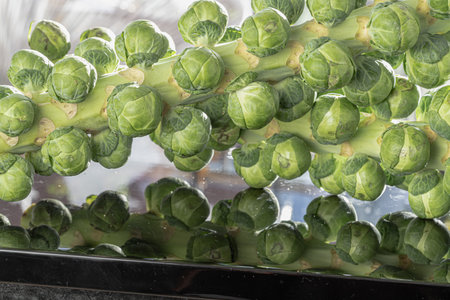 Fresh raw organic green brussel sprouts on stalks on Reflection black background with Natural sunlight. Brussel Sprouts Groninger vegetable, Uncooked Rosenkaal Brussel sprouts, Space for text, Selective focus.の写真素材