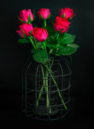 Pretty red-pink roses decorative on a cage on Dark background for Valentine's Day. Symbol of Love, Space for text, Selective focus.の写真素材