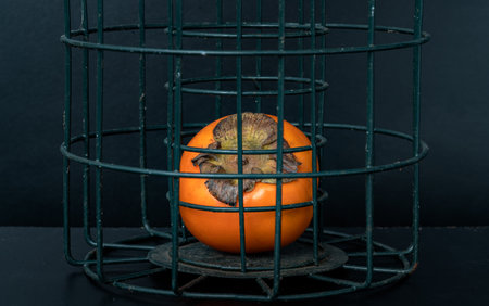 A lonely persimmon in a olive green cage on Dark background. Copy space, Selective focus.の写真素材