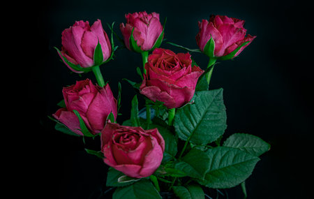 Close-up of Pretty red-pink roses decorative in a Vase on Dark background for Valentine's Day. Symbol of Love, Space for text, Selective focus.の写真素材