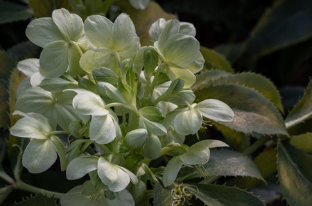 Attractive green flowers of Corsican Hellebore or argutifolius 'Silver Lace' flowering with a background of leaves in late winter and early spring, Copy space, Selective focus.の写真素材