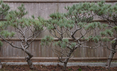 Branches of pine trees japanese style in front of bamboo panel at Kyoto Garden. Bonsai-like pine tree, Japanese Garden style, Space for text, Selective focus.の写真素材
