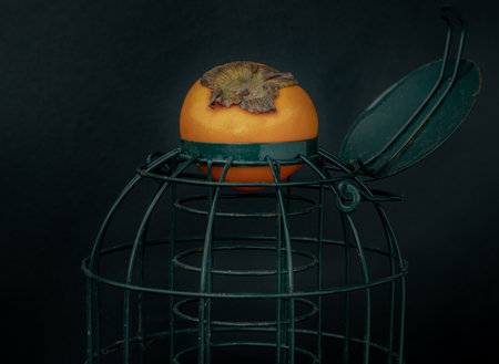 A lonely persimmon put on a olive green cage on Black background. Space for text, Selective focus.の写真素材