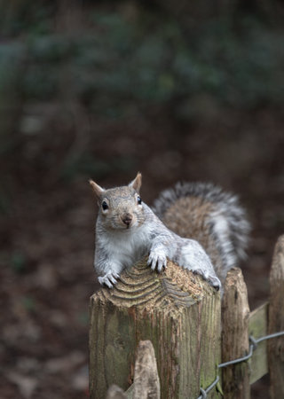 Portrait of a cute Eastern Gray Squirrel (Sciurus carolinensis) perched on rustic wooden fence in natural park. Space for text, Selective focus.の写真素材