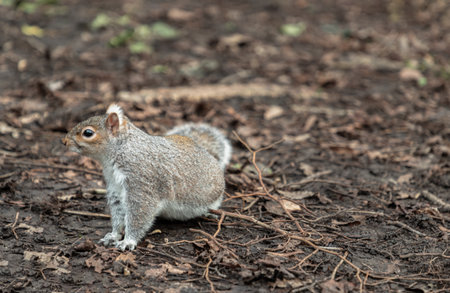 Portrait of a cute Eastern Gray Squirrel (Sciurus carolinensis) standing on dry grassy ground in natural park. Space for text, Selective focus.の写真素材