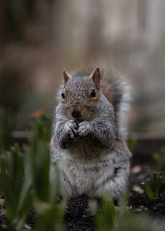 A cute Eastern Gray Squirrel (Sciurus carolinensis) is standing on its hind legs in the park. Space...
