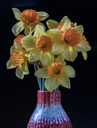 Arrangement of Yellow Spring Flowers Daffodils. Bunch of daffodils in a red ceramic vase on a dark background, Amazing dark background with Yellow flowers, Copy space, Selective focus.の写真素材