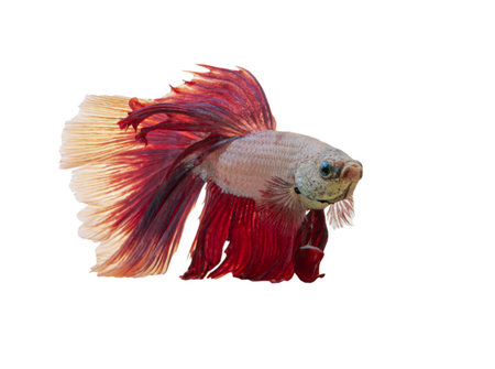 Detail of Red betta fish or Siamese fighting fish isolated on white background with clipping path. Beautiful movement of Betta splendens (Pla Kad). Selective focus.の写真素材