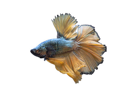 Detail of Yellow betta fish or Siamese fighting fish isolated on white background with clipping path. Beautiful movement of Betta splendens (Pla Kad). Selective focus.の写真素材
