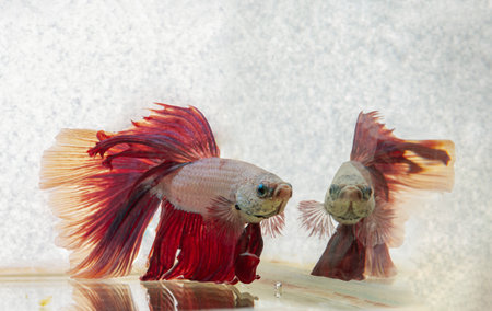 The reflection in the water of a Red betta fish or Siamese fighting fish. Beautiful movement of Betta splendens (Pla Kad). Selective focus.の写真素材