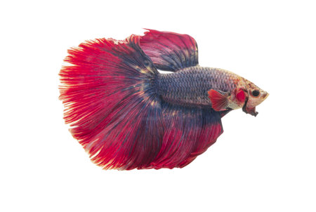 Detail of Red betta fish or Siamese fighting fish isolated on white background with clipping path. Beautiful movement of Betta splendens (Pla Kad). Selective focus.の写真素材