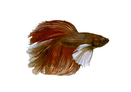 Detail of Red betta fish or Siamese fighting fish isolated on white background with clipping path. Beautiful movement of Betta splendens (Pla Kad). Selective focus.の写真素材