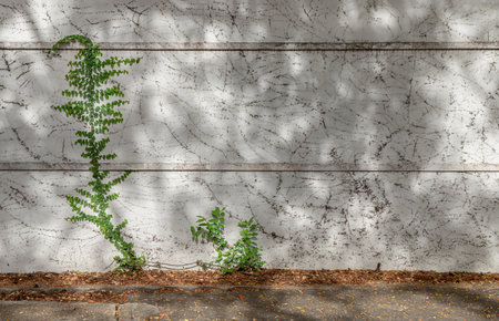 Climbing fig or Creeping fig (Ficus Pumila) the ivy plants are creeping up on whitewashed cement surface background. Green leaf texture and root branch growing on a white concrete wall background, Creeper plant, Green vine or liana, Nature plant wallpaper, Space for text, Selective focus.の写真素材