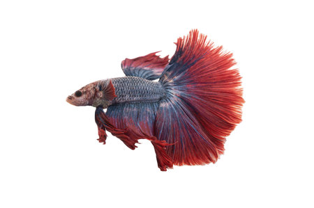 Detail of Red betta fish or Siamese fighting fish isolated on white background with clipping path. Beautiful movement of Betta splendens (Pla Kad). Selective focus.の写真素材