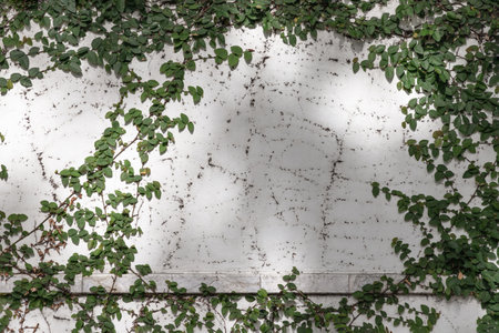 Climbing fig or Creeping fig (Ficus Pumila) the ivy plants are creeping up on whitewashed cement surface background. Green leaf texture and root branch growing on a white concrete wall background, Creeper plant, Green vine or liana, Nature plant wallpaper, Space for text, Selective focus.の写真素材