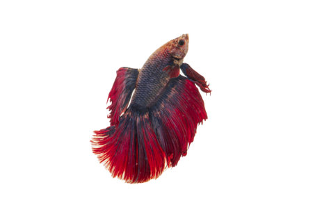 Detail of Red betta fish or Siamese fighting fish isolated on white background with clipping path. Beautiful movement of Betta splendens (Pla Kad). Selective focus.の写真素材