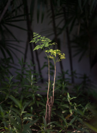 Green leaves of Tree with Natural light in park. Light and shadow, Space for text, Selective focus.の写真素材