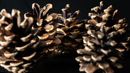 Large pine cones on dark background. Pine cones nice and dry and some are open up, Light and Shadow,...