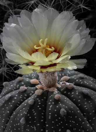 Close up of Yellow flower of Astrophytum asterias (Kabuto cactus). Species of cactus in the genus Astrophytum It has the shape of a ridge that is concave in the middle along the spine. Makes the shape of the tree (form) look like a star, Cactus flower, Succulent Plant, Space for text, Selective focus.の写真素材