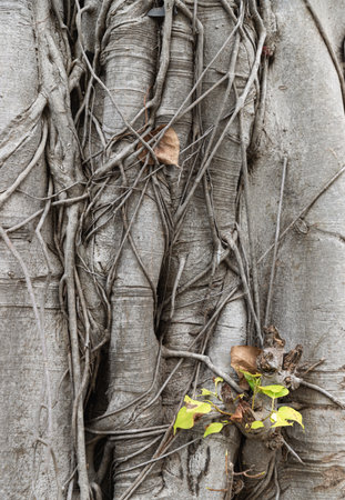 Many roots branched together is on around the tree trunk and The green-leaved bodhi or peepal leaf is growing on Old tree. Space for text, Selective focus.の写真素材