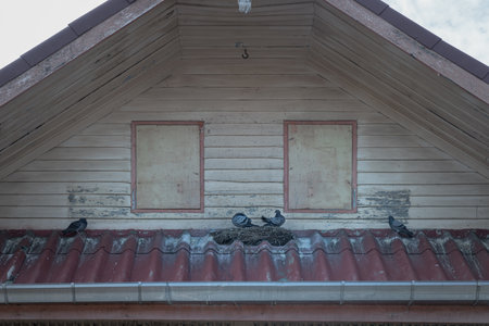 Pigeons and bird's nest placed on the cornice of a house at the roof. Space for text, Selective Focus.の写真素材
