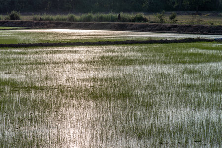 A beautiful Rice field green grass, Feeling fresh air in nature.の写真素材