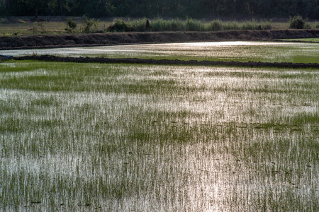 A beautiful Rice field green grass, Feeling fresh air in nature.の写真素材
