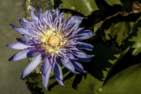The lotus flower blooms at the pond with green leaves.on the back there is a light Purple lotus flower, copy space.の写真素材